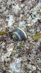 Littorina saxatilis