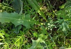 Leontodon caucasicus