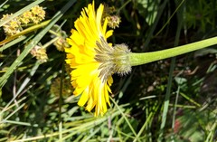 Leontodon caucasicus