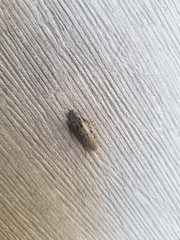 Enchodes sericea