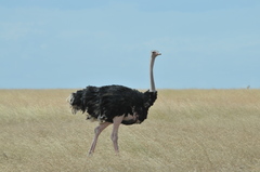 Struthio camelus massaicus
