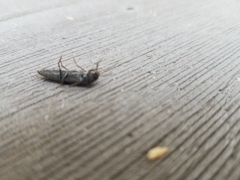 Enchodes sericea