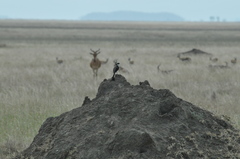 Lanius excubitoroides