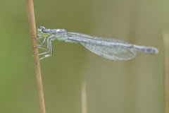 Ischnura perparva