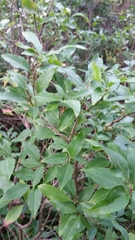Ditrysinia fruticosa