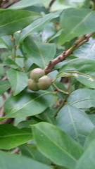 Ditrysinia fruticosa