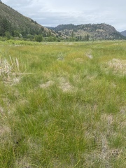 Ischnura perparva