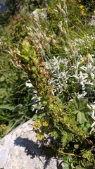 Pedicularis sibthorpii
