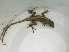 Anolis sericeus