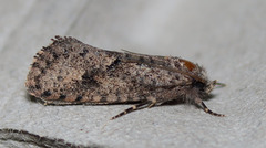 Acrolophus cockerelli