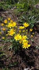 Jacobaea taurica