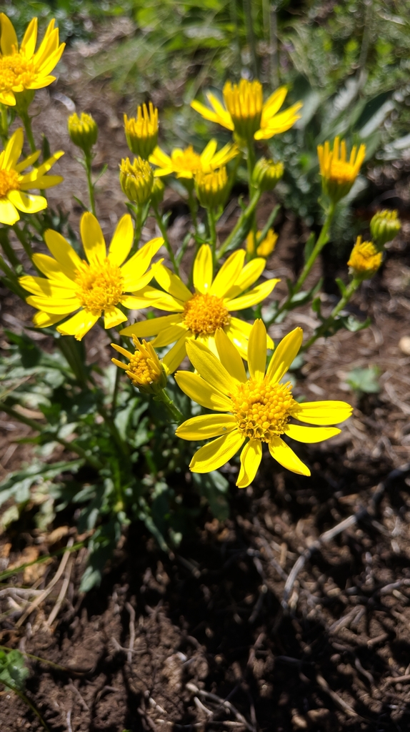 Jacobaea taurica
