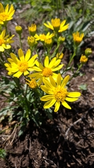 Jacobaea taurica