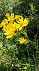 Jacobaea taurica