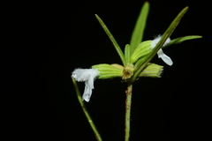 Leucas longifolia