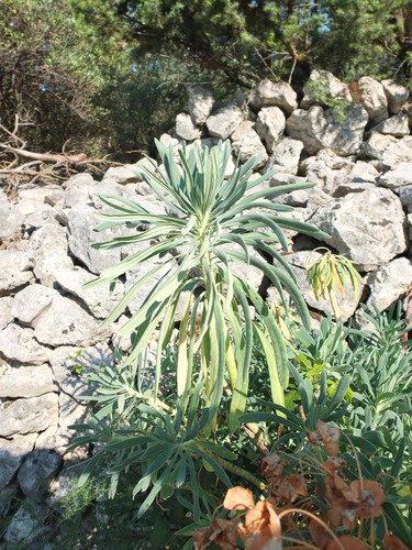 Jetka mlječika (Euphorbia characias)