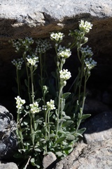 Draba breweri