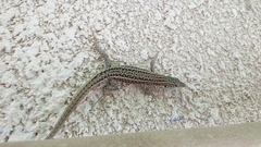 Podarcis guadarramae guadarramae