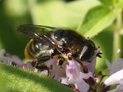 Merodon constans