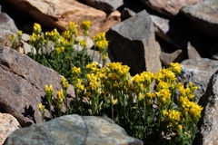 Draba lemmonii