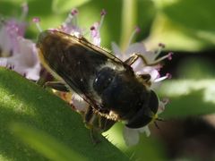 Merodon constans