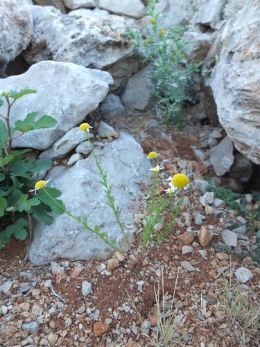 Glavočike (Asteraceae)