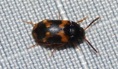 Mycetophagus serrulatus
