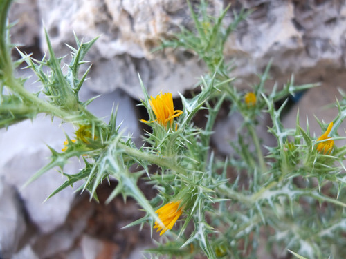 Španjolska dragušica (Scolymus hispanicus)