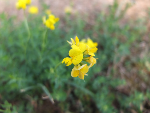 Roščićava svinduša (Lotus corniculatus)