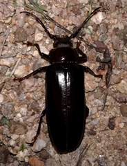 Archodontes melanopus