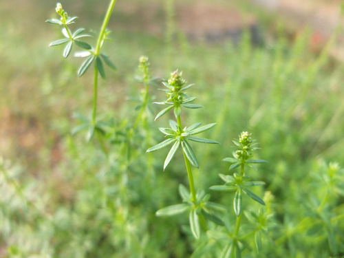 lipkavec biely (Galium album)