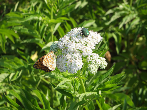 perlovec sirôtkový (Argynnis niobe)