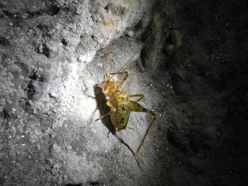 Troglophilinae