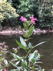 Impatiens glandulifera
