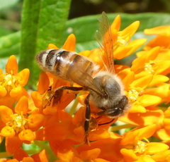 Apis mellifera