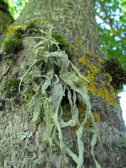 Ramalina fraxinea