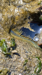 Phyllodocida