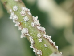 Ceroplastes floridensis