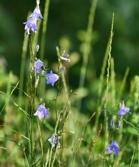 Campanula petiolata