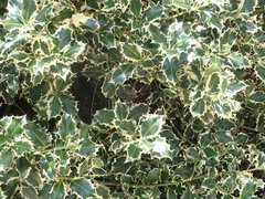 Ceroplastes floridensis