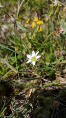 Minuartia adenotricha