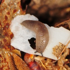 Pallifera dorsalis