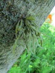 Ramalina fraxinea