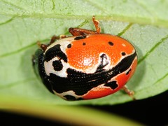 Calligrapha rowena