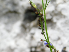 Uroleucon campanulae