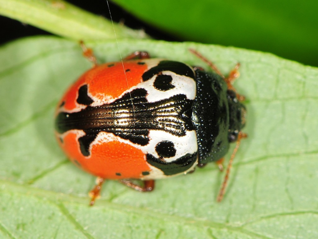Chrysomelinae