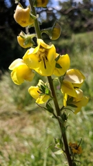 Verbascum spectabile