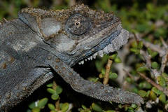 Bradypodion occidentale