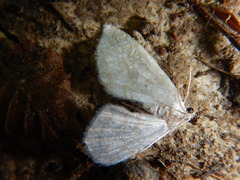 Asthena albulata