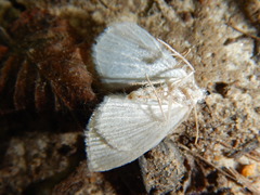 Asthena albulata